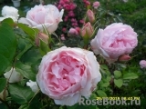 The Wedgwood Rose