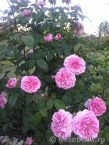 Gertrude Jekyll