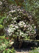 Dentelle de Malines