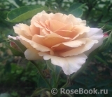 Julia's Rose