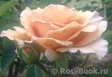 Julia's Rose