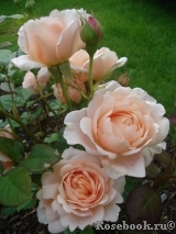 Ambridge Rose 