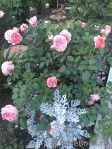 Abraham Darby