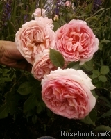 Abraham Darby