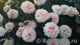 Garden of Roses 