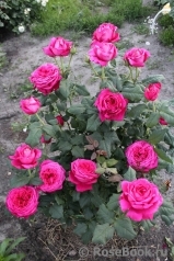 Johann Wolfgang von Goethe Rose®