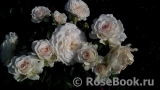 Great North Eastern Rose 