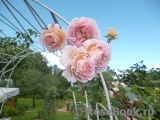 Abraham Darby