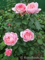 The Alnwick Rose