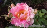 Rose des Cisterciens 