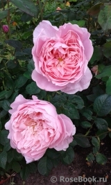 The Alnwick Rose