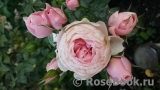 Hans Gonewein Rose 