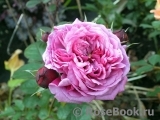 Durance Ancian Rosa