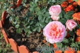 Abraham Darby