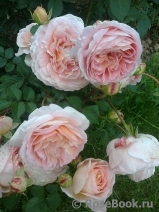 Abraham Darby