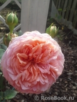 Abraham Darby