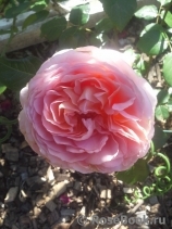 Abraham Darby