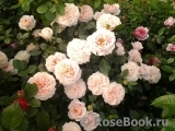 Garden of Roses 