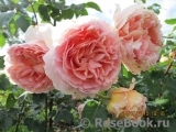 Rose de Tolbiac ®