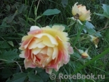 Rose des Cisterciens 