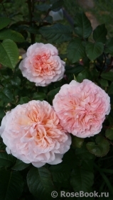 Rose de Tolbiac ®