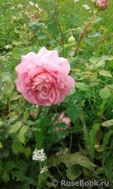 Abraham Darby