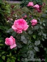 La Rose de Molinard ®