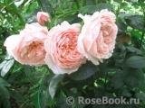 The Alnwick Rose