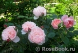 The Alnwick Rose