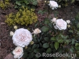 Great North Eastern Rose 