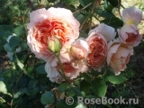 Abraham Darby