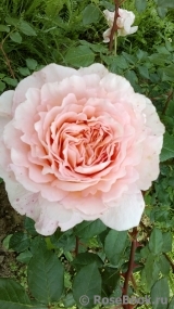 Abraham Darby