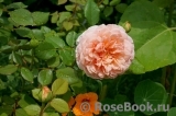 Abraham Darby