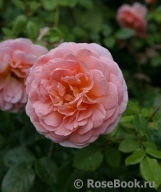 Abraham Darby