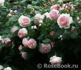 A Shropshire Lad