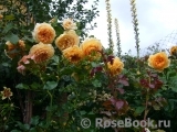 Crown Princess Margareta®