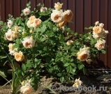 Crown Princess Margareta®