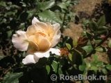 Crocus Rose® 