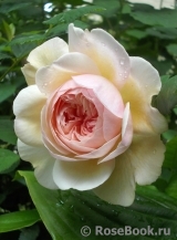 A Shropshire Lad