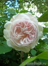 A Shropshire Lad