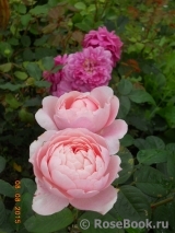 The Alnwick Rose