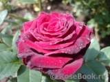 Black Baccara