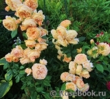 Crown Princess Margareta®