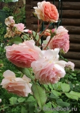 A Shropshire Lad