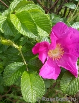 Rosa rugosa rubra