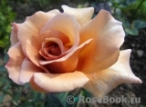 Julia's Rose