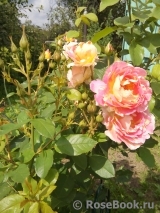 Rose des Cisterciens 