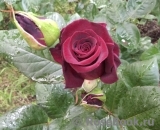 Black Baccara