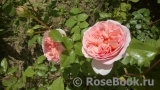 Abraham Darby