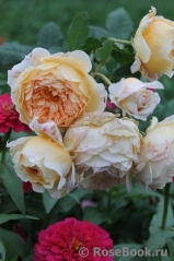 Crown Princess Margareta®